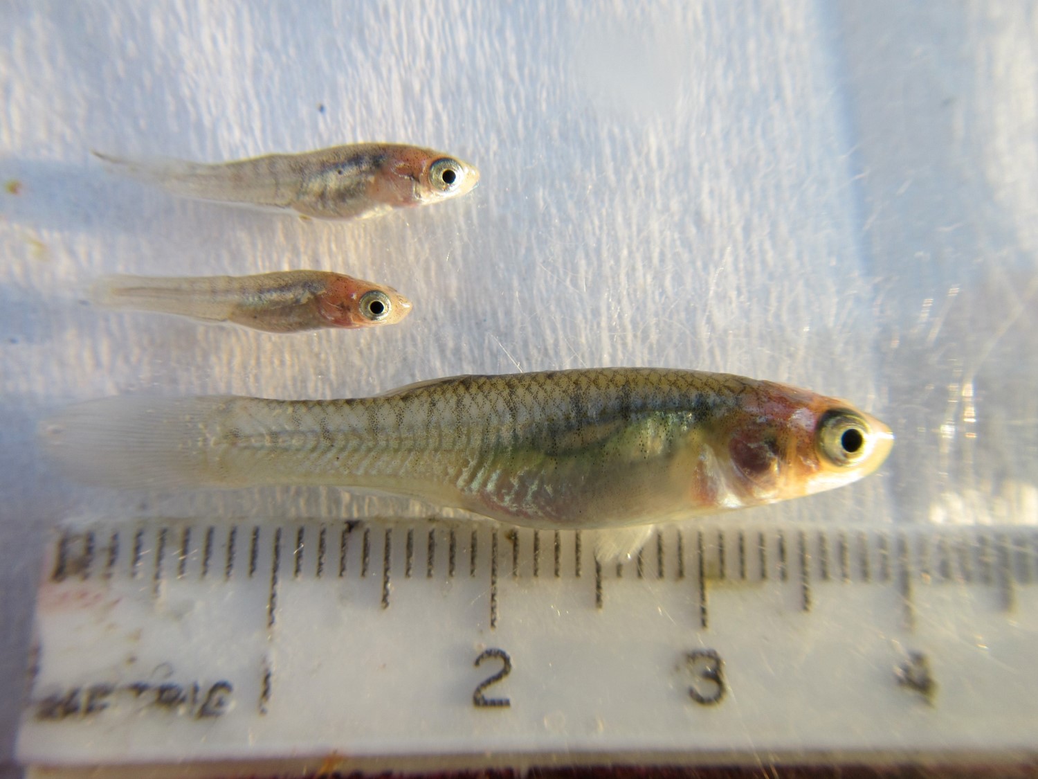 Lab team fieldwork scene